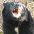 Black Bear Black Bear